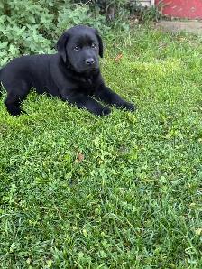 Purebred Labrador Retriever Puppy - Photo 3