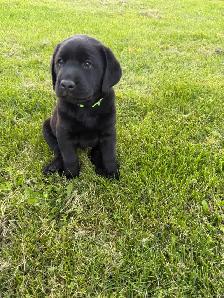 Purebred Labrador Retriever Puppy - Photo 4