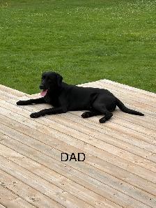 Purebred Labrador Retriever Puppy - Photo 5