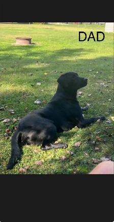 Purebred Labrador Retriever Puppy - Photo 6