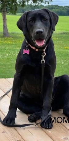 Purebred Labrador Retriever Puppy - Photo 7