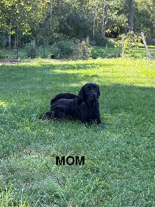 Purebred Labrador Retriever Puppy - Photo 8