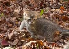 Female kitten for sale - Photo 2