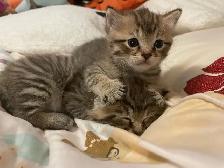 Female kitten for sale - Photo 3