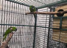 Hahns Macaw - Photo 2