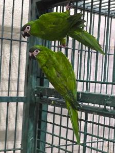 Hahns Macaws