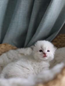 tica ragdoll kittens