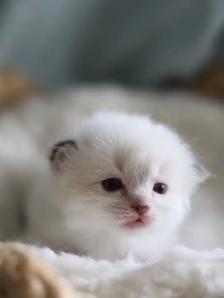 tica ragdoll kittens - Photo 2