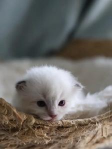 tica ragdoll kittens - Photo 3
