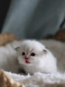 tica ragdoll kittens - Photo 4