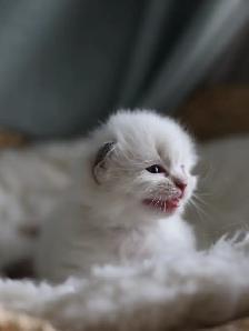 tica ragdoll kittens - Photo 5