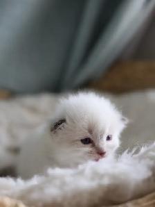 tica ragdoll kittens - Photo 6