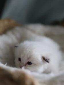 tica ragdoll kittens - Photo 7