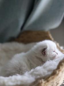 tica ragdoll kittens - Photo 8
