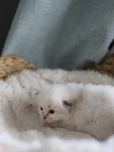 tica ragdoll kittens - Photo 9