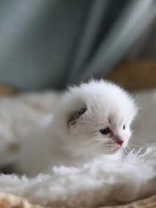 tica ragdoll kittens - Photo 10