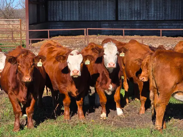 Premium Bred Heifers - April Calving Purebred  Simmentals
