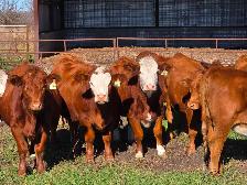 Premium Bred Heifers - April Calving Purebred  Simmentals
