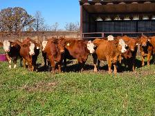 Premium Bred Heifers - April Calving Purebred  Simmentals - Photo 3