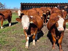 Premium Bred Heifers - April Calving Purebred  Simmentals - Photo 4