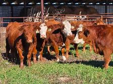 Premium Bred Heifers - April Calving Purebred  Simmentals - Photo 5