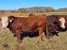 Premium Bred Heifers - April Calving Purebred  Simmentals - Photo 6