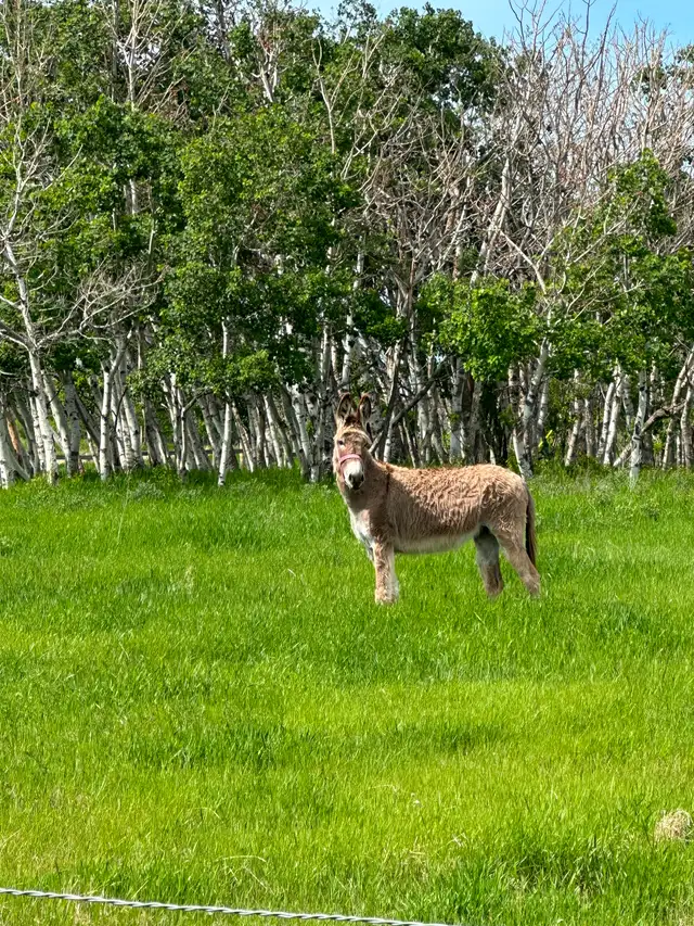 Donkey Jenny