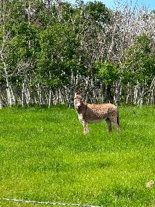 Donkey Jenny