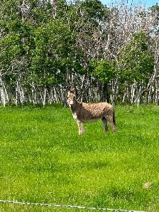 Donkey Jenny - Photo 2