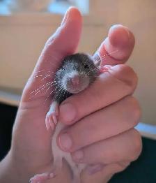 Reserve your Baby Rat to take home