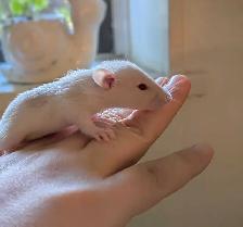Reserve your Baby Rat to take home - Photo 2