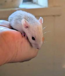 Reserve your Baby Rat to take home - Photo 3