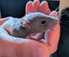 Reserve your Baby Rat to take home - Photo 4