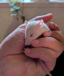 Reserve your Baby Rat to take home - Photo 5