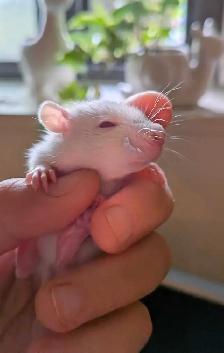 Reserve your Baby Rat to take home - Photo 6