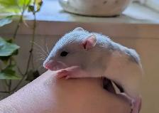 Reserve your Baby Rat to take home - Photo 7