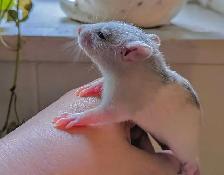 Reserve your Baby Rat to take home - Photo 8