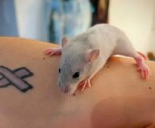 Reserve your Baby Rat to take home - Photo 9
