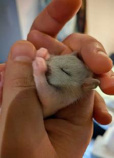 Reserve your Baby Rat to take home - Photo 10