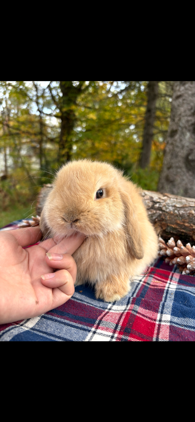 bébé lapin bélier CASTRÉ