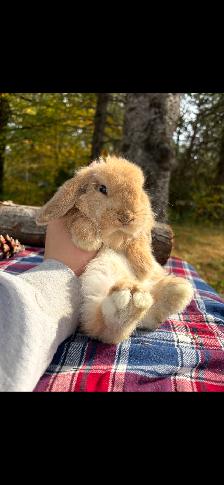 bébé lapin bélier CASTRÉ - Photo 2
