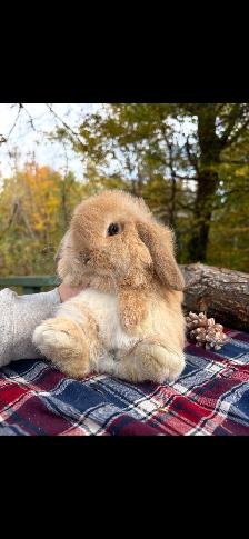 bébé lapin bélier CASTRÉ - Photo 3