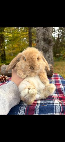 bébé lapin bélier CASTRÉ - Photo 4