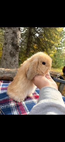 bébé lapin bélier CASTRÉ - Photo 5