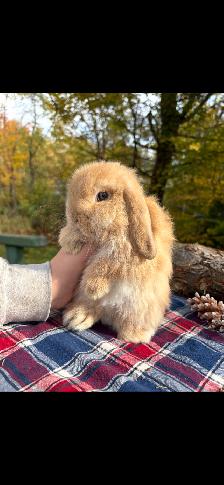 bébé lapin bélier CASTRÉ - Photo 6