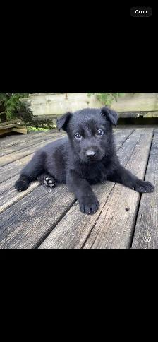 BLACK GERMAN SHEPHERD PUPPY BOY  $1500