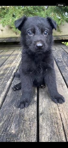BLACK GERMAN SHEPHERD PUPPY BOY  $1500 - Photo 2