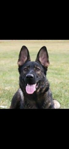 BLACK GERMAN SHEPHERD PUPPY BOY  $1500 - Photo 3