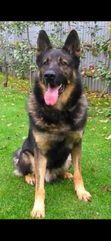 BLACK GERMAN SHEPHERD PUPPY BOY  $1500 - Photo 4