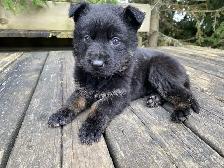 GERMAN SHEPHERD PUPPY GIRL $1500